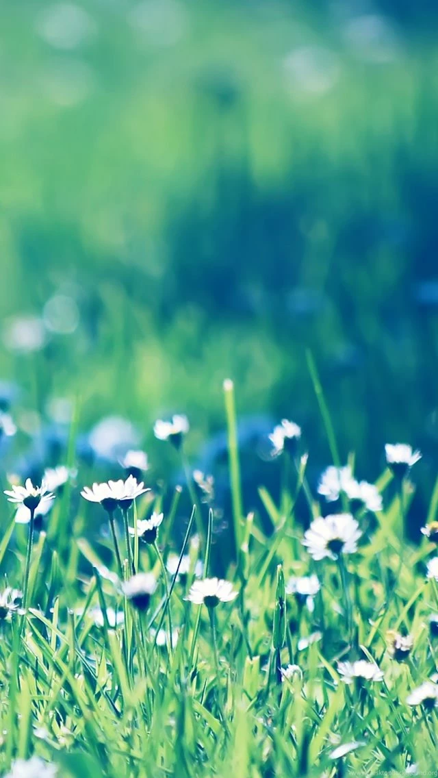 Daisies Field The iPhone Wallpapers