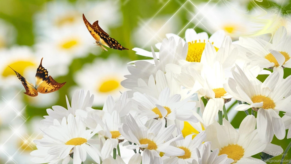 A Field Of Daisies >> HD Wallpaper, Get It Now!