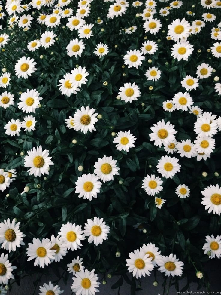 Field Of Daisies