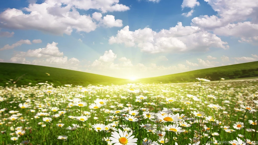 BFBB6E Color Wallpapers: Field Daisies Sunshine Fields Spring ...