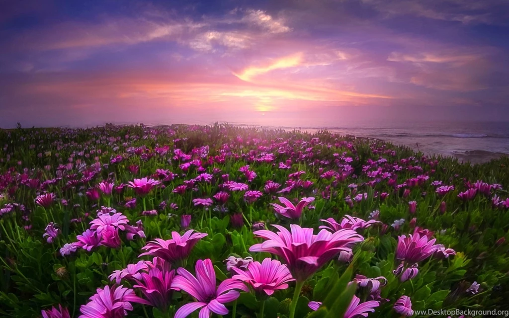 Field Of Daisies HD Wallpapers For Desktop Of Flower Fields