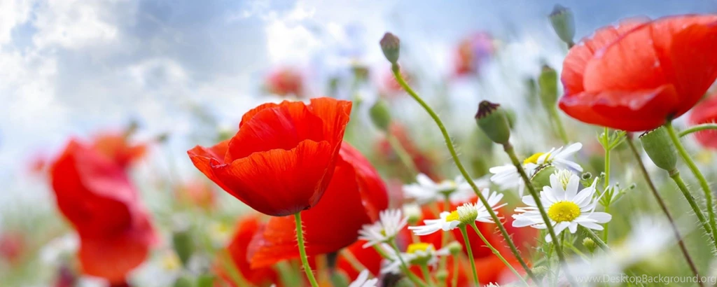 Download Wallpapers 2560x1024 Poppies, Daisies, Field, Sky, Blur ...