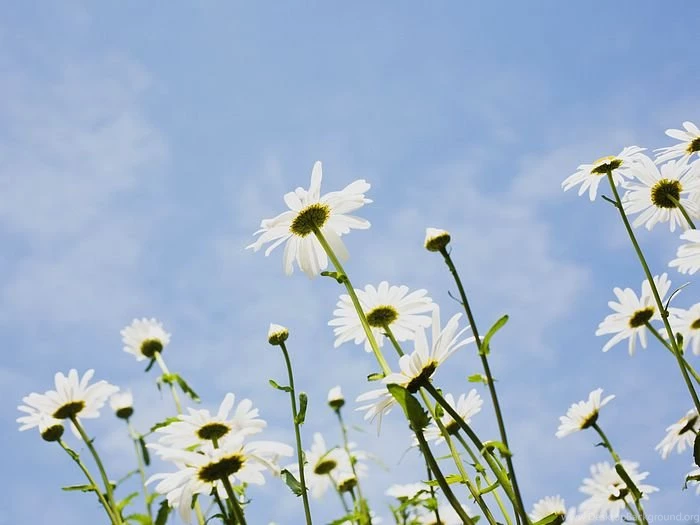 Shasta Daisies Wallpapers 15 Wallcoo.net