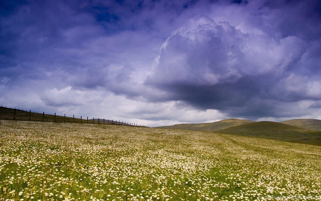 Clouds Over The Field Of Daisies Wallpapers And Images ...