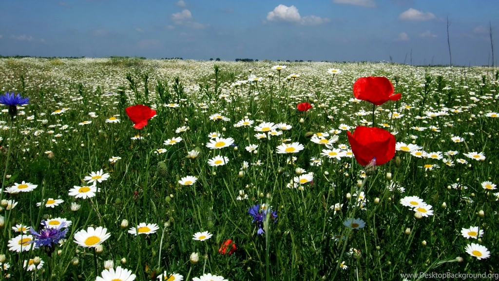 Download Wallpapers 1920x1080 Daisies, Poppies, Field, Flowers ...