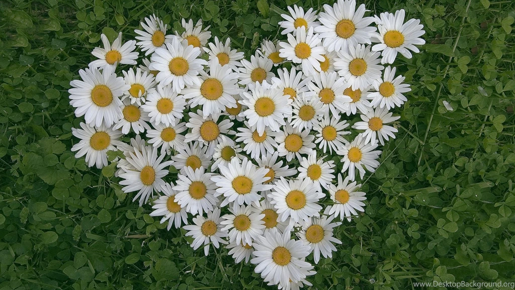 Vintage Daisies Wallpapers HD Uncalke.com