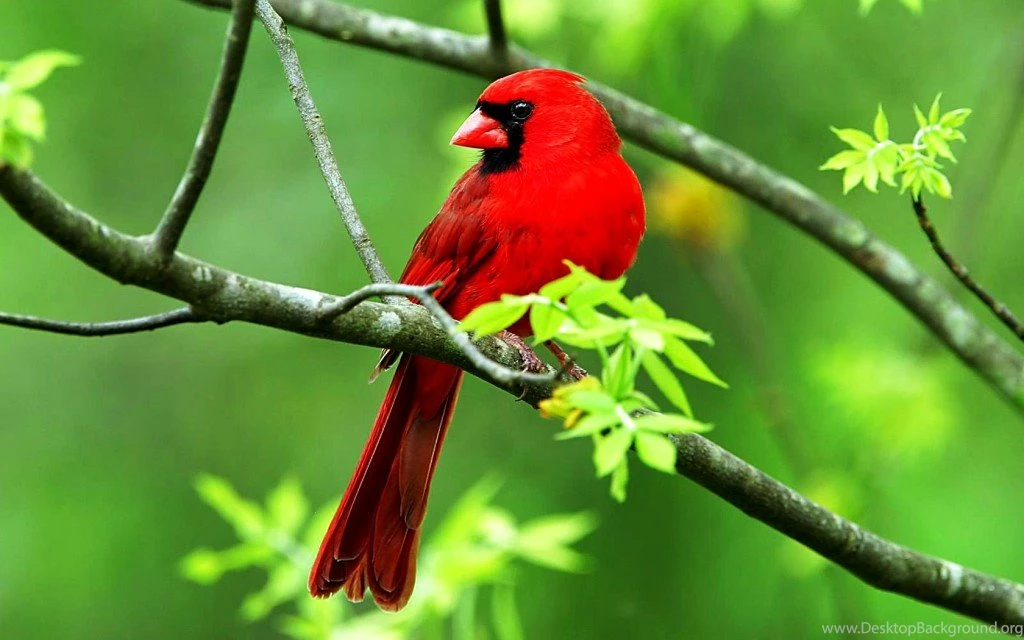 Most Popular Wallpapers My Free Wallpapers Hub