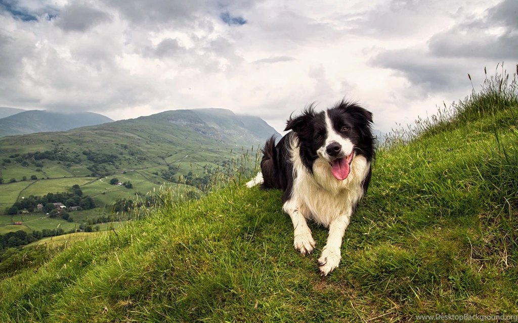 56 Border Collie HD Wallpapers