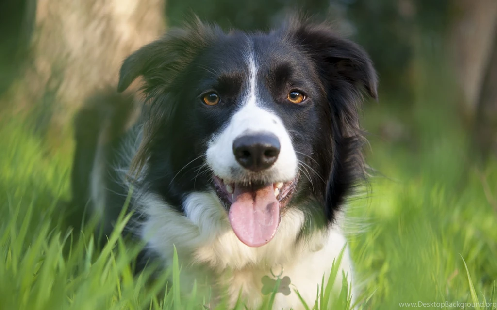 Border Collie Wallpapers Wallpapers Cave