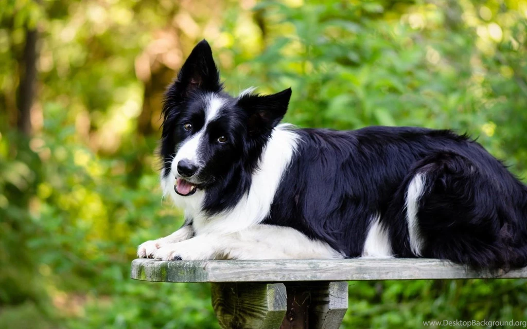 Border Collie (