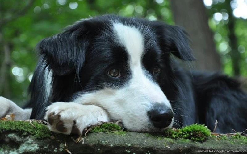 Animals Dogs Dog – Animals Dogs HD Desktop Wallpapers