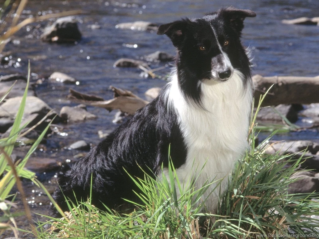 Border Collie Wallpapers   Wallpapers Cave