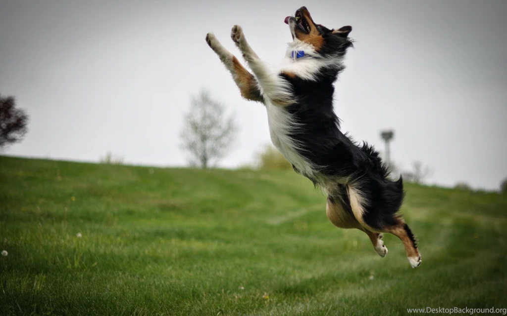 Border Collie Computer Wallpapers, Desktop Backgrounds