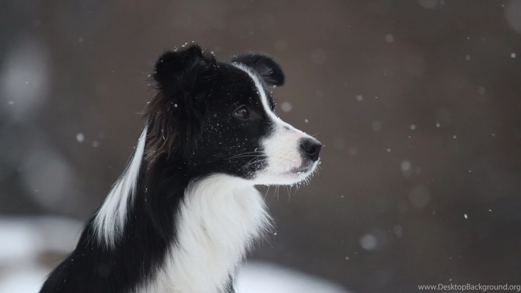 Full HD 1080p Border Collie Wallpapers HD, Desktop Backgrounds ...
