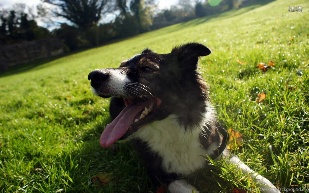 Dogs: Border Collie Dogs Grass Photos For HD 16:9 High Definition ...