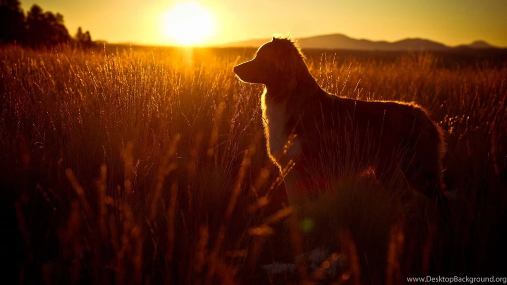 Border Collie Wallpapers HD Download