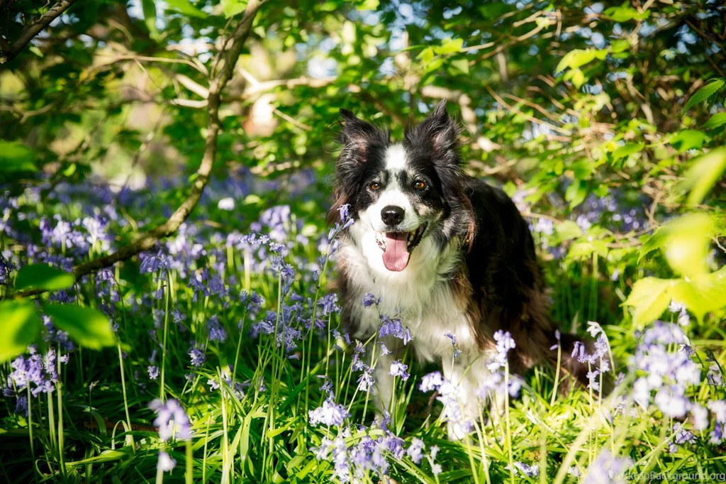 Border Collie Dog Flowers Wallpapers