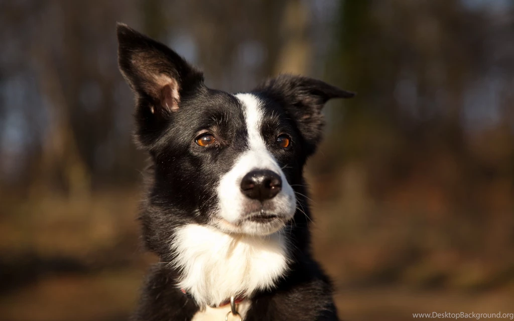 Border Collie Computer Wallpapers, Desktop Backgrounds