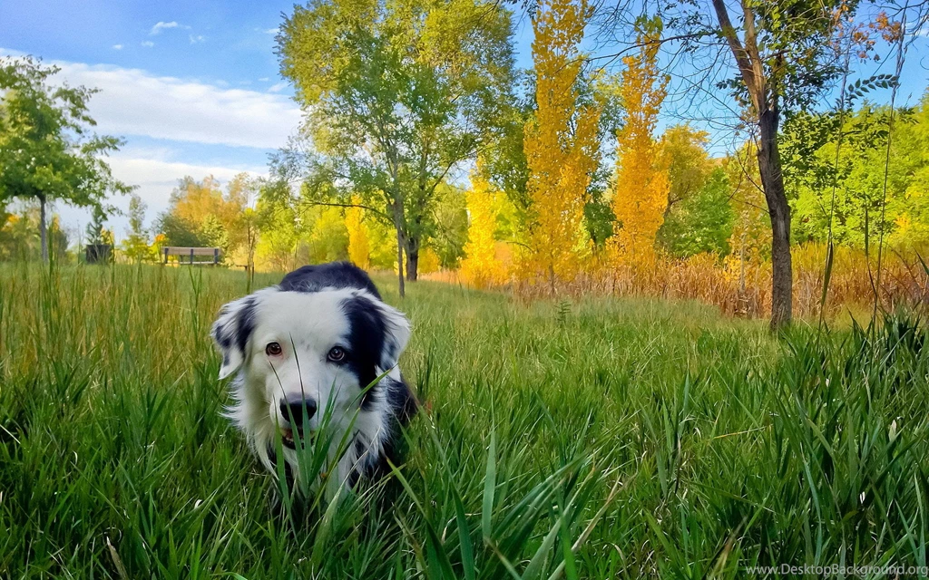 Top Border Collies For Wallpapers
