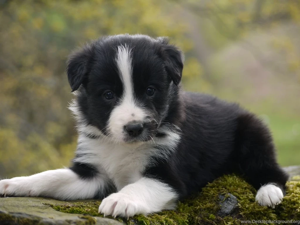 Border Collie Puppies Dr. Odd