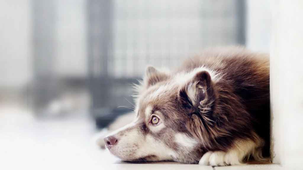 Border Collie Computer Wallpapers, Desktop Backgrounds