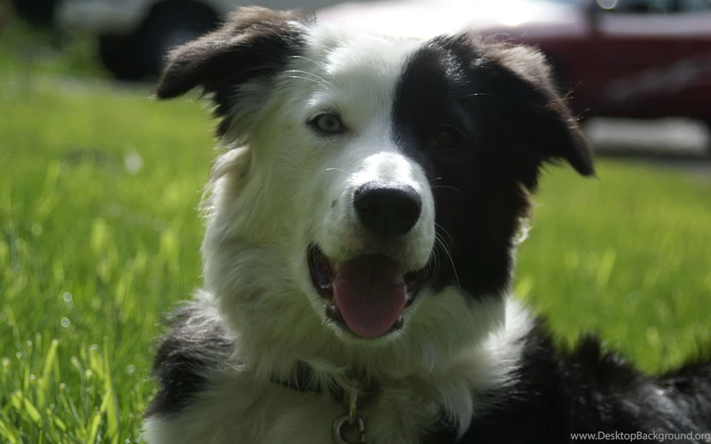 Happy Border Collie Lying On The Grass Wallpapers And Images ...