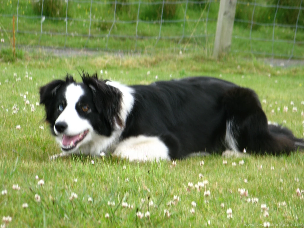 Black, Border, Collie, Sitting, Dog, Animals, High, Resolution ...