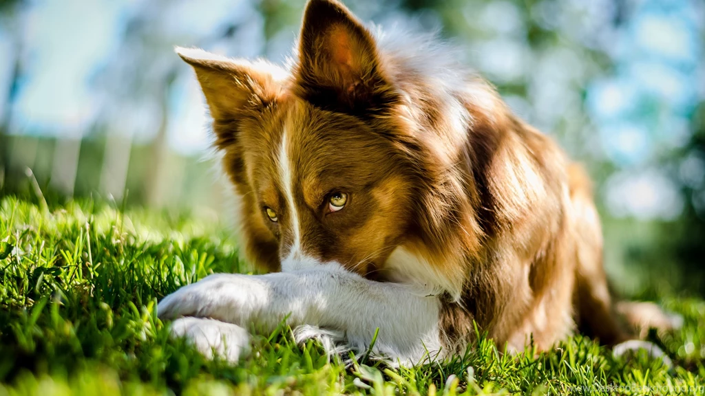 2560x1440 Lies, Grass, Border Collie, Dog, Border Collie, View ...