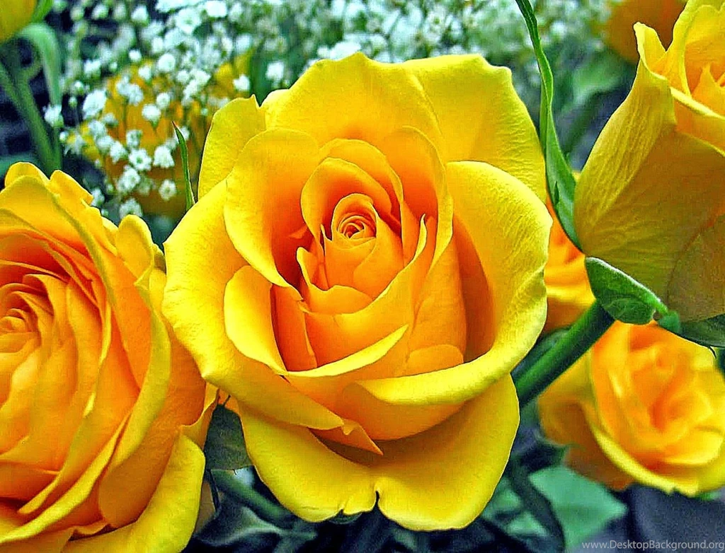 Rose Hd Latest Wallpapers Free Download