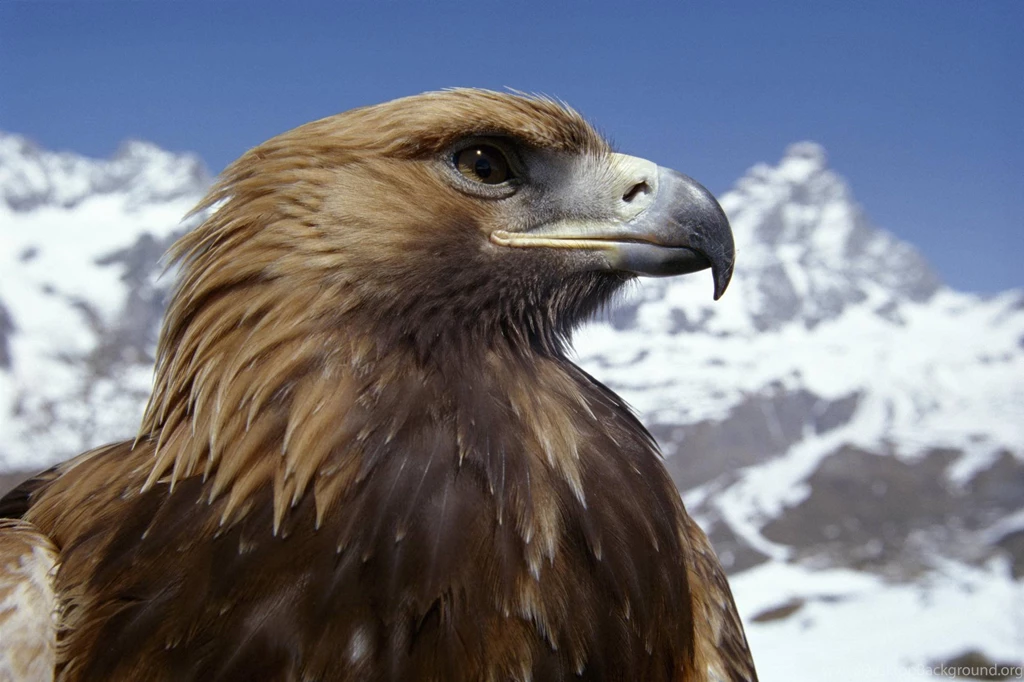 Birds Wallpapers & Birds Pictures HD Wallpapers New Colleciton