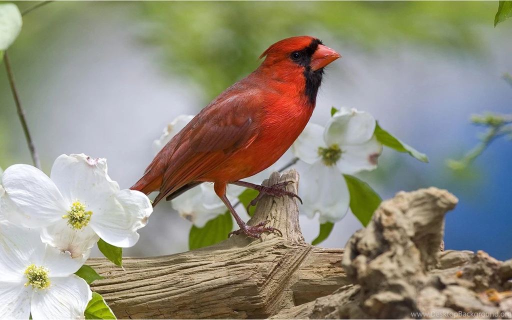 Forest Wizard: Bird Wallpapers 16 - Animal Wallpapers Free ...