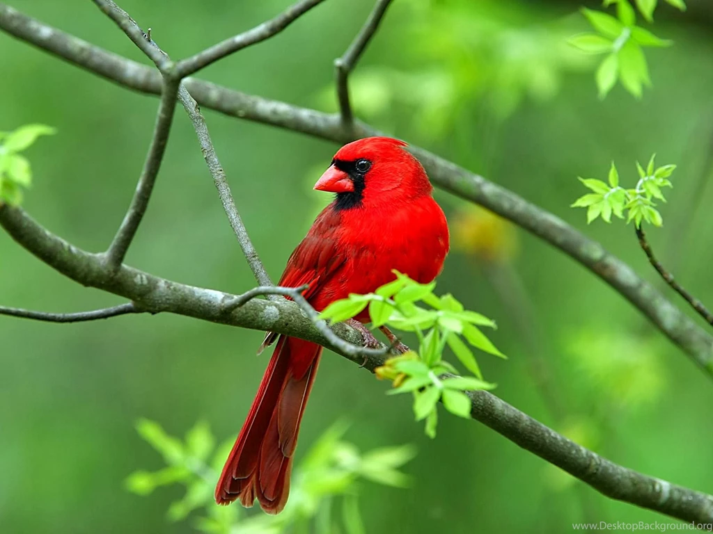 Birds Wallpapers Free Download HD Wallpapers And Pictures