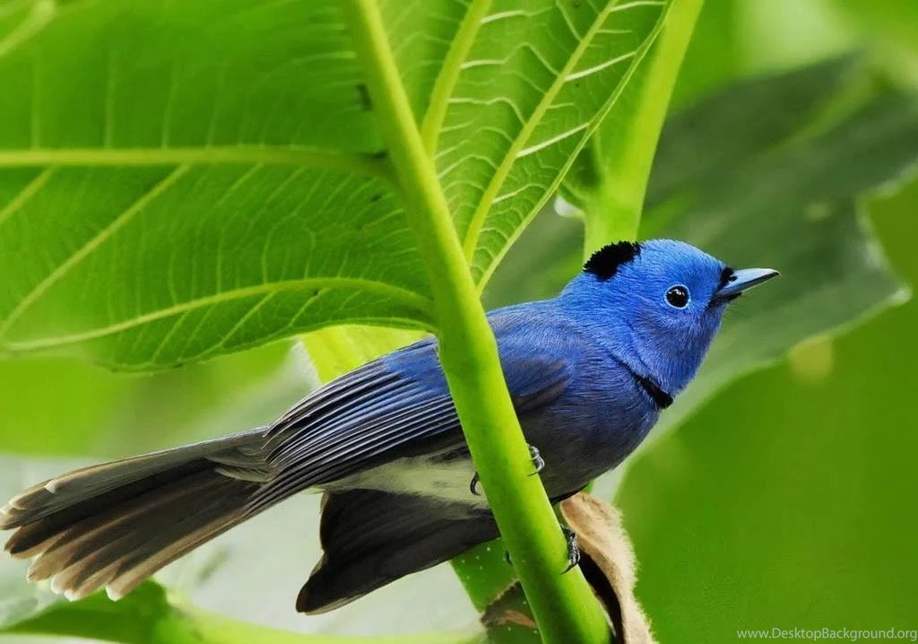Download Wallpapers Free: Hd Birds Wallpapers