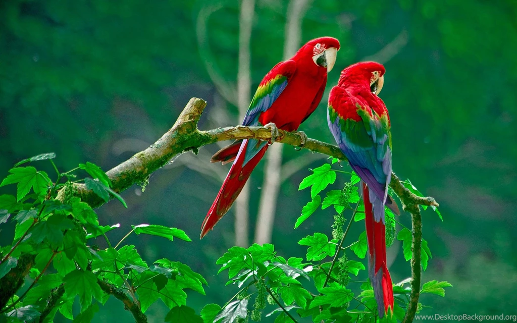 Lovely Birds Wallpapers Free Download Images