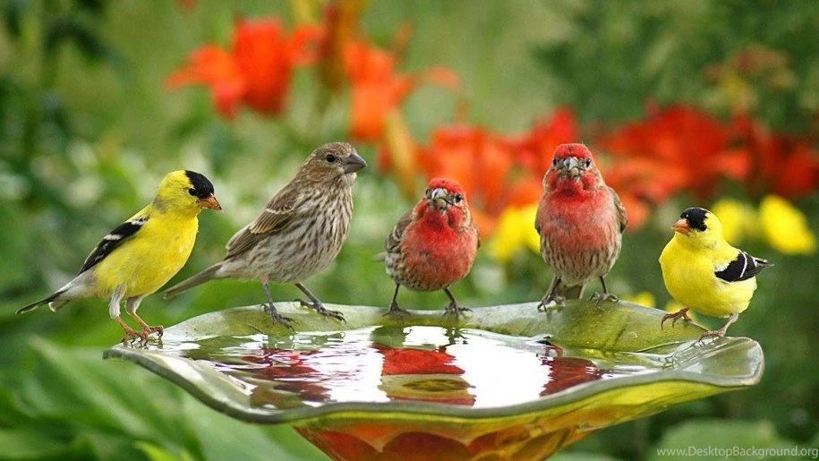 Birds Wallpapers Cute Birds Drink Water : Wallpapers13.com