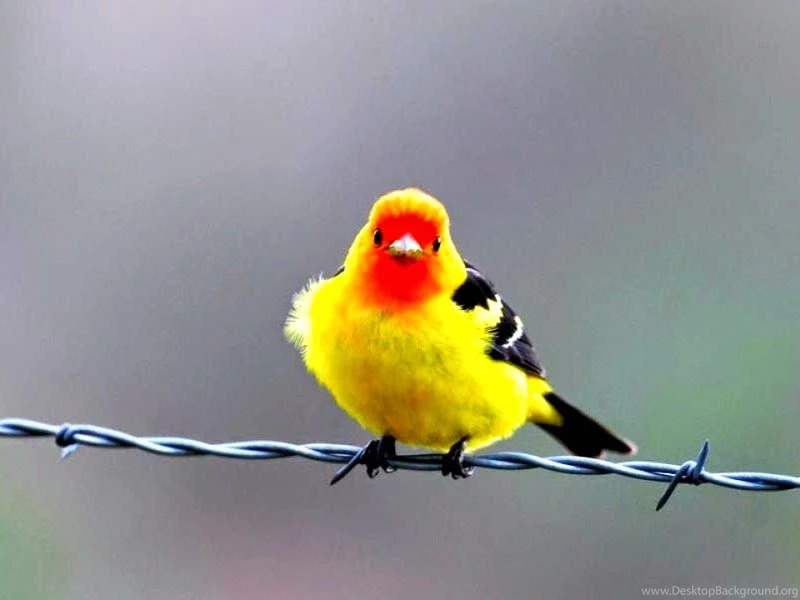 Beautiful Birds Wallpapers Free Download