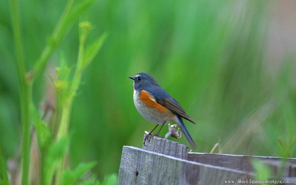 A Beautiful Bird - Animal Wallpapers Free Download Wallpapers ...