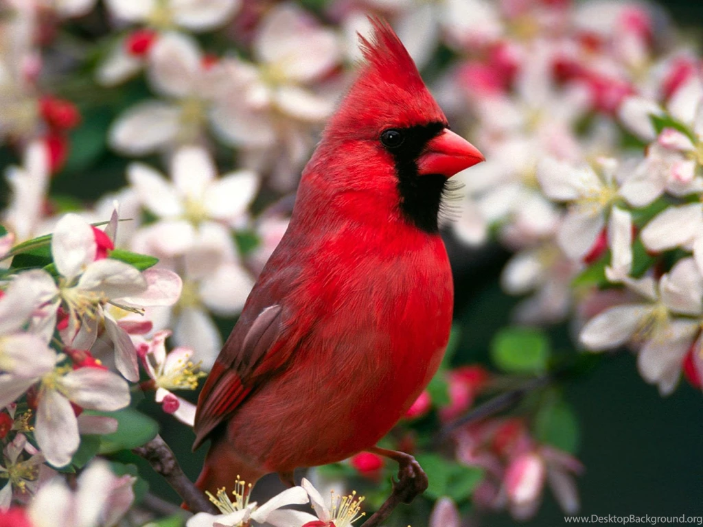 Bird Wallpapers Hd Download