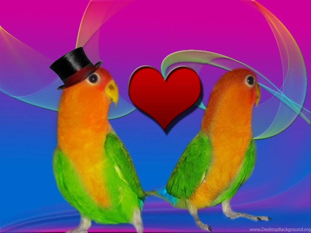 Love Bird Wallpapers   Wallpapers Cave