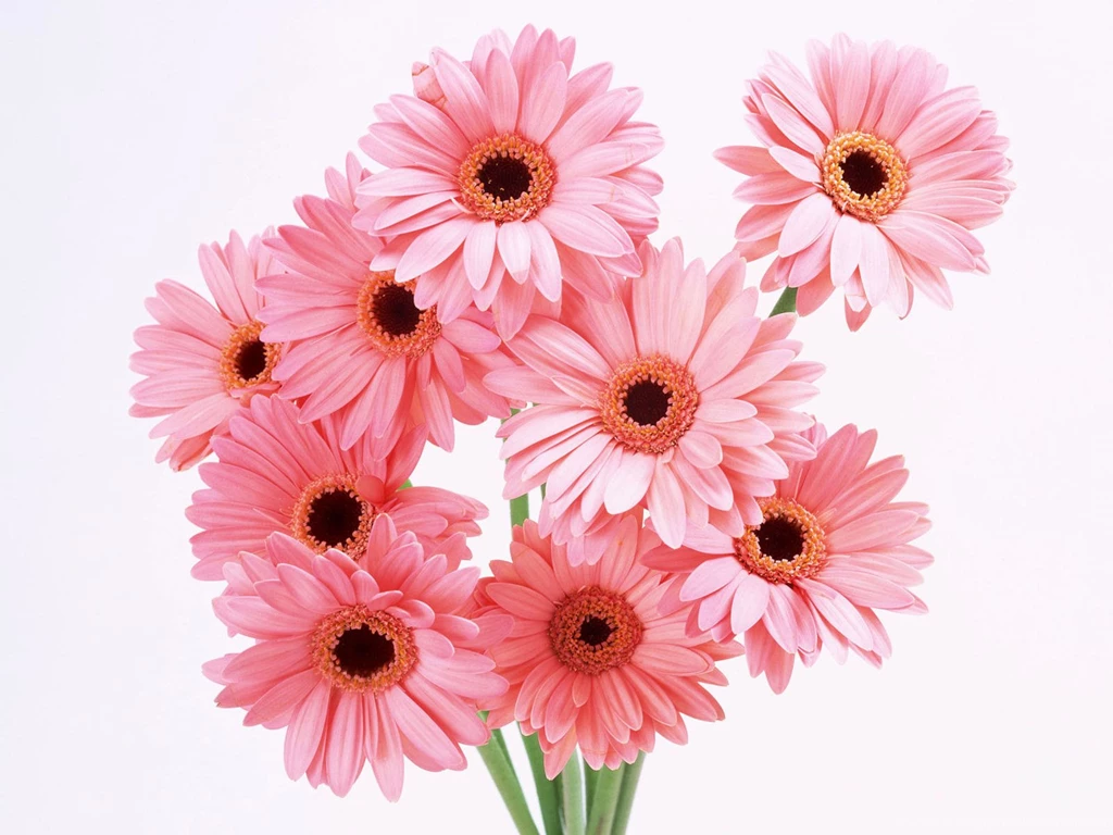 Flowers Wallpapers HD Transformers Wallpapers