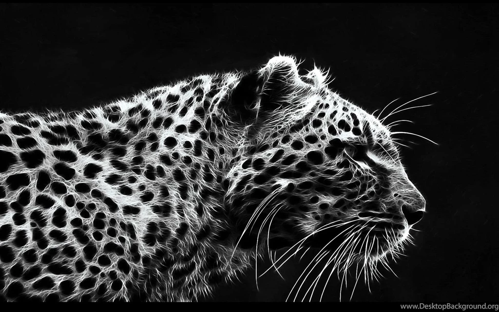 White Leopard Wallpapers   Wallpapers Cave