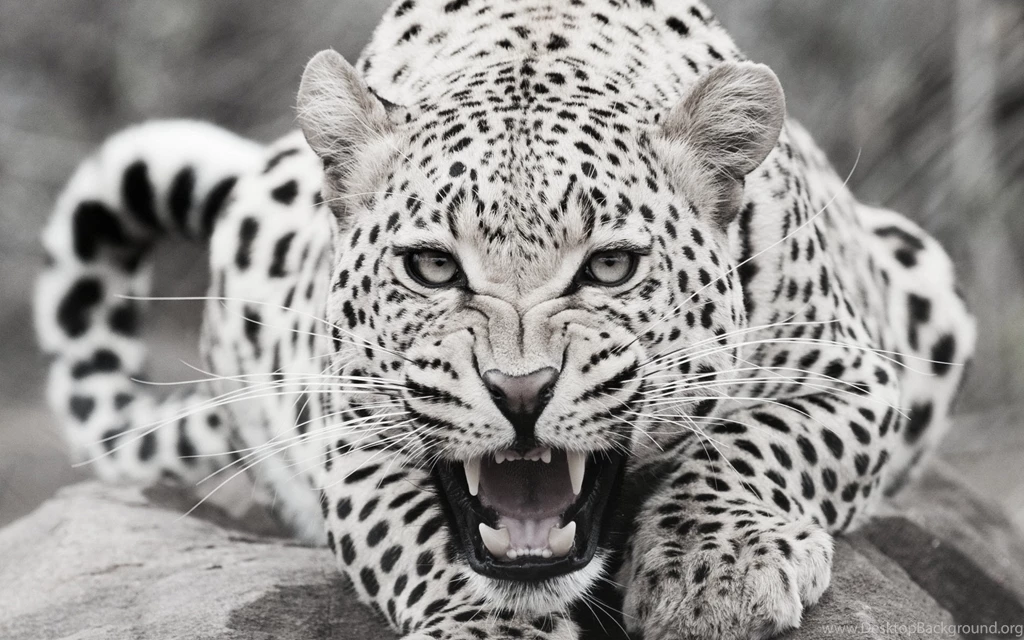 Black And White Leopard Desktop Backgrounds HD 2880x1800