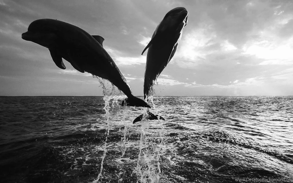 Black And White Wallpapers Of Dolphins