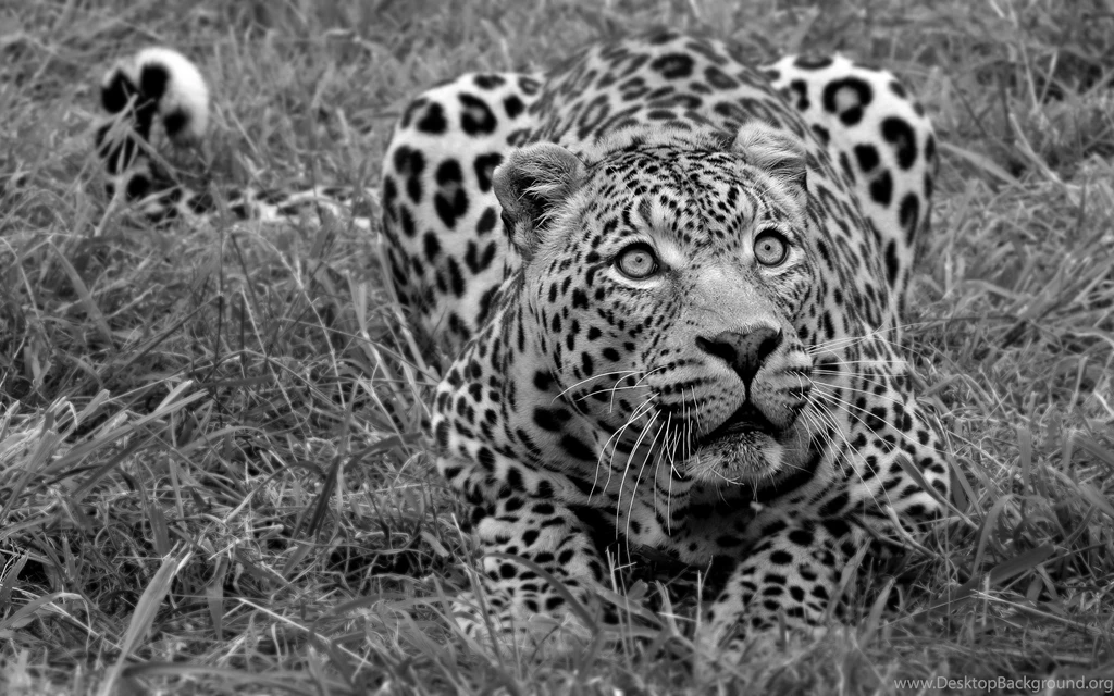 Animals & Birds Black And White African Leopard Wallpaper. Black ...