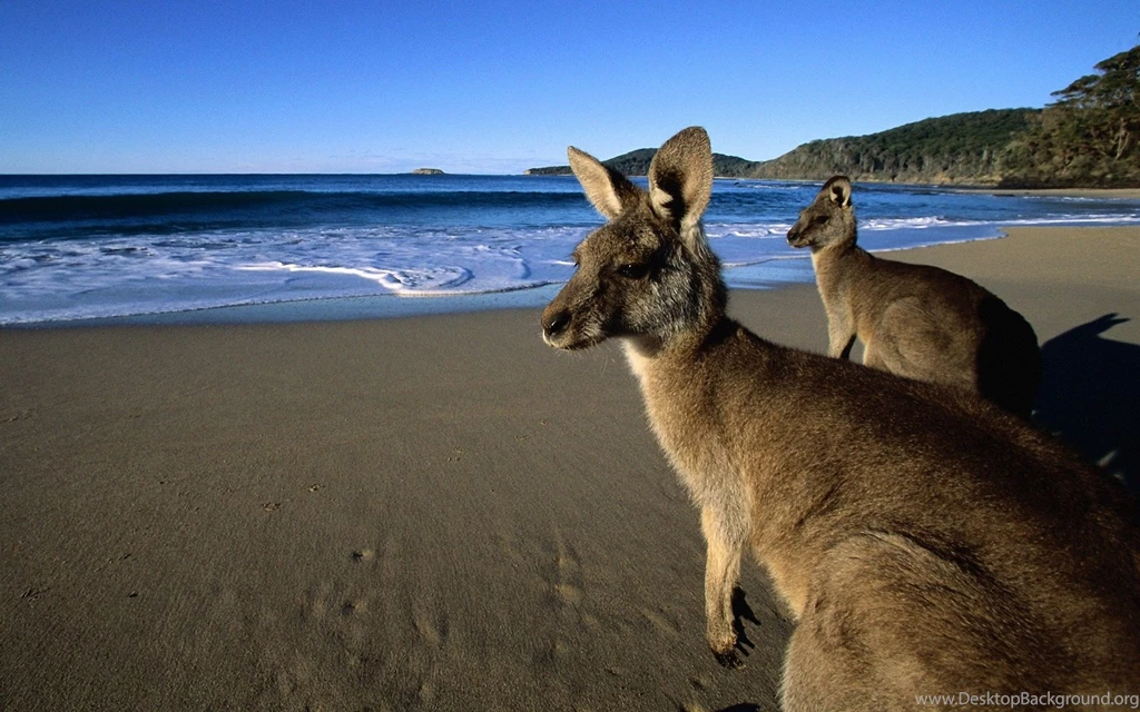 46 Kangaroo HD Wallpapers
