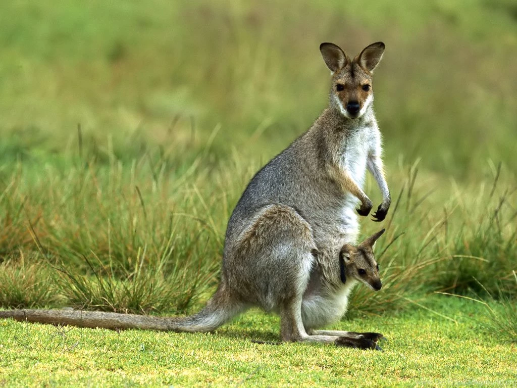Kangaroo Images