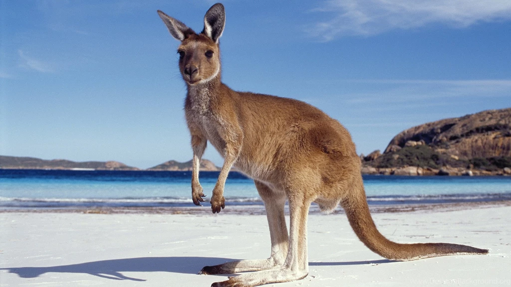 Wonderful Kangaroo Wallpapers