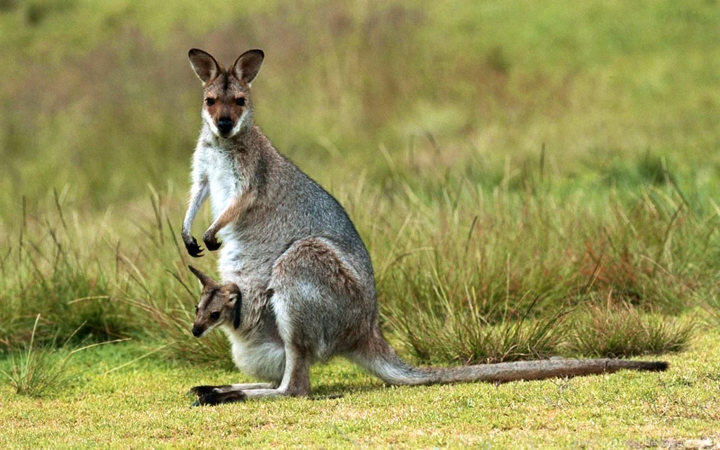 Kangaroo Wallpapers, Images, Photos, Pictures & Pics