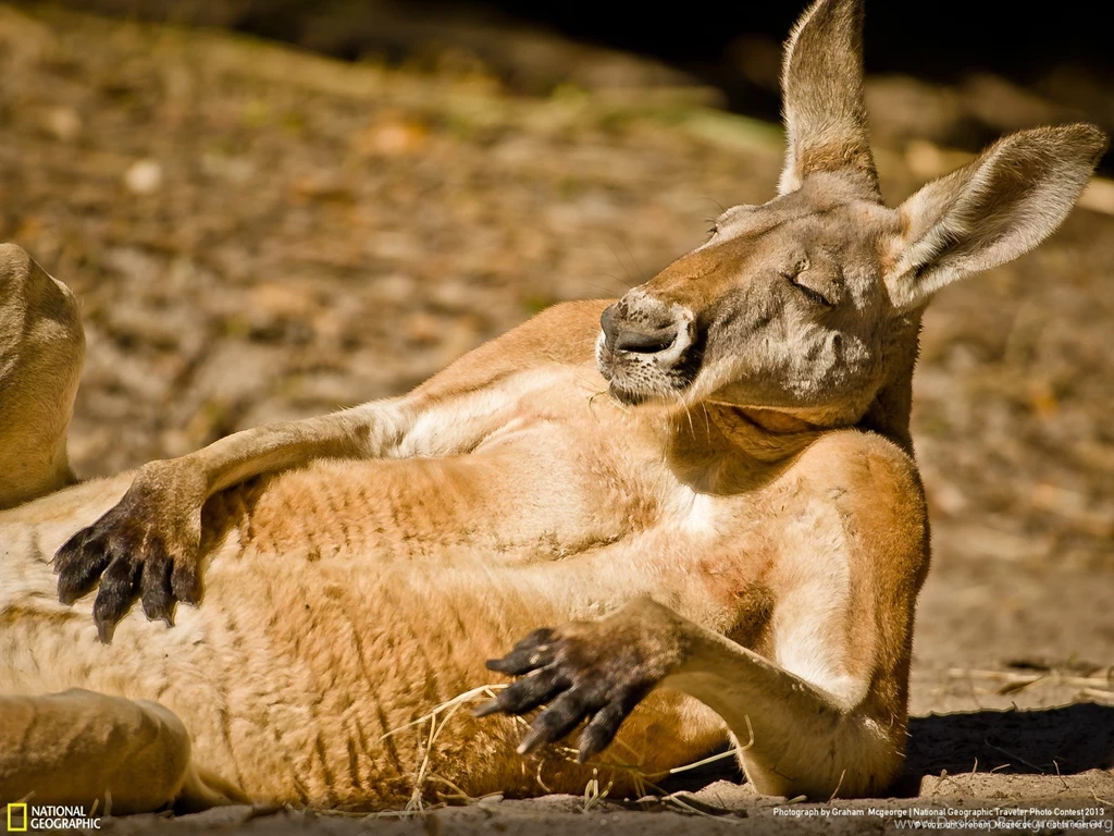 Kangaroo Images