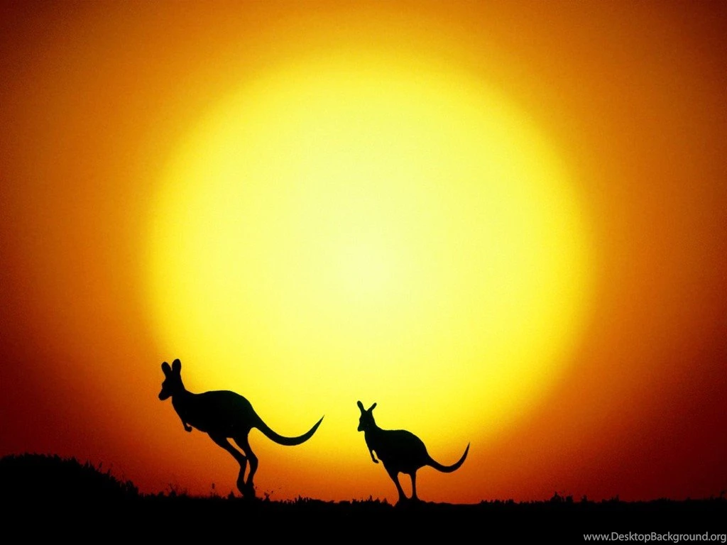 Kangaroo Wallpapers Christian Wallpapers And Backgrounds